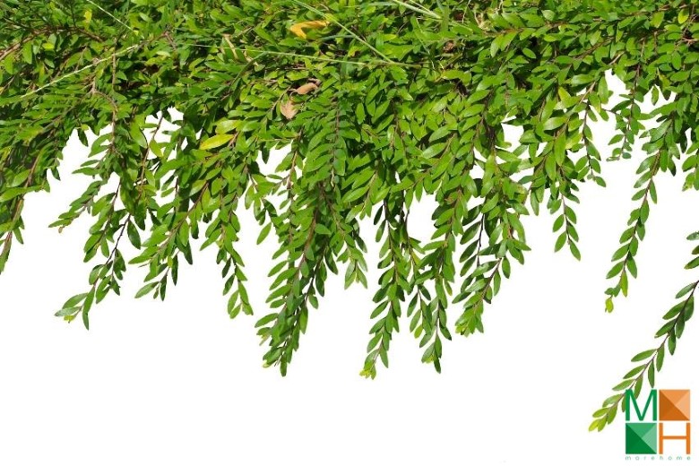 Tranh dán tường Hàn Quốc 3d khổ lớn ở Hà Nội NA - 032